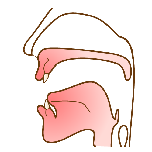 顎断面図 短い舌小帯
