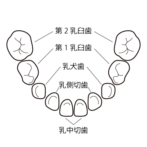 乳歯の歯式（下の歯）