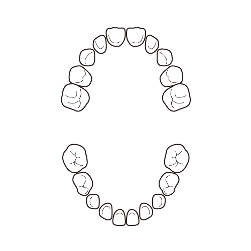 乳歯の歯式（全体）