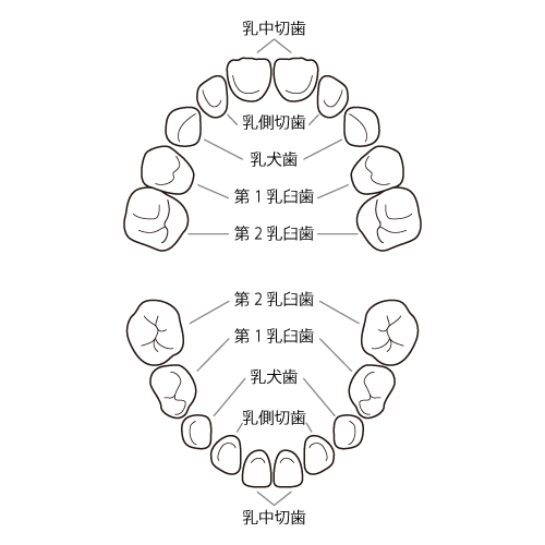 乳歯の歯式（全体）
