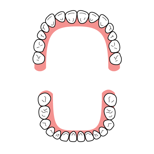 歯列弓の形 イラスト一覧 歯科素材 Com 歯医者さん向け無料イラスト