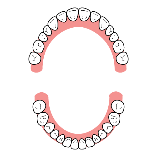 歯列弓の形（健康に発育したU字型）
