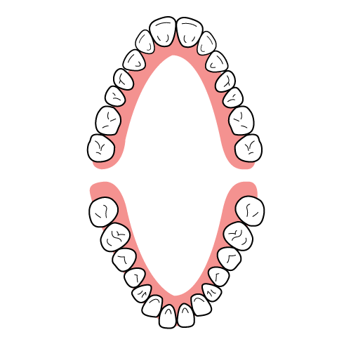 歯列弓の形 イラスト一覧 歯科素材 Com 歯医者さん向け無料イラスト