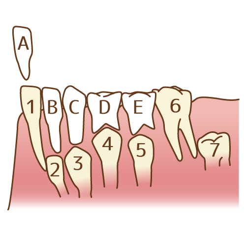 生え変わりの図（番号付き）