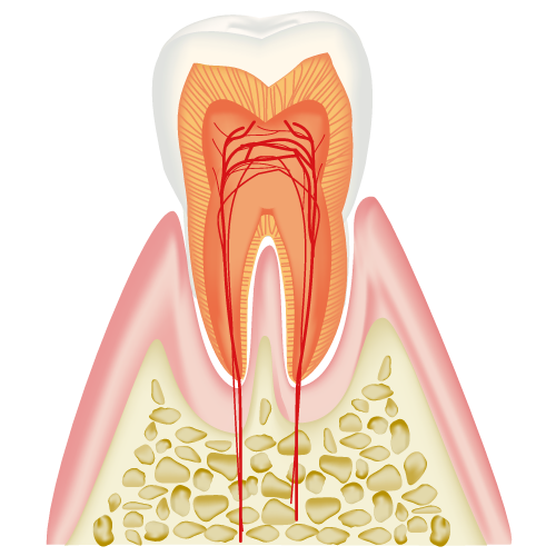 歯の断面（きれいな歯）
