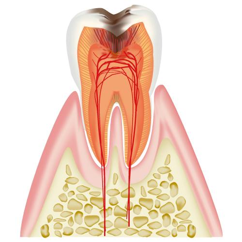 歯の断面（Ｃ３）