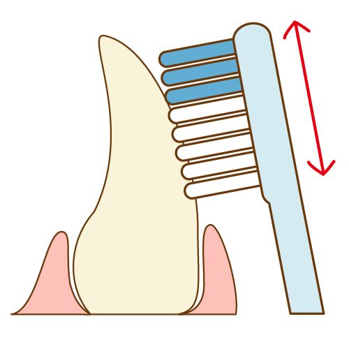 前歯の歯磨き（ブラシを縦に動かす）